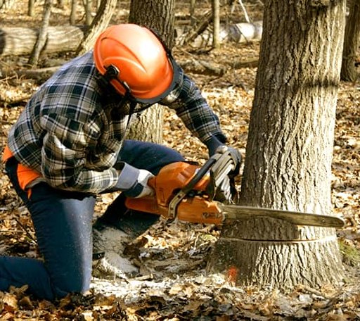 Tree Removal in Otter Lake, MI